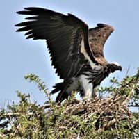 8DaysTanzaniaSafaris