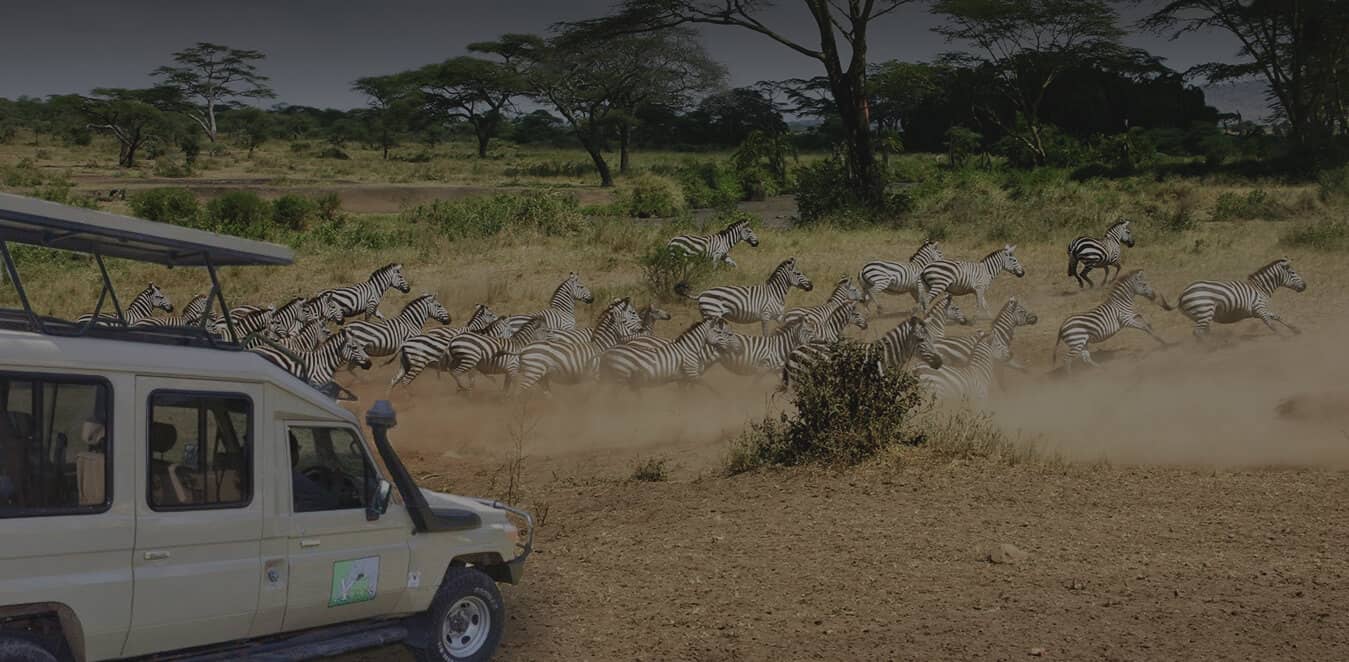 tanzania migration safari