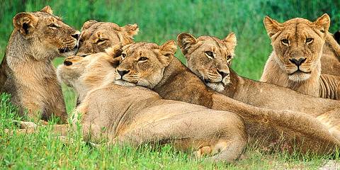 Serengeti National Park Thumbnail