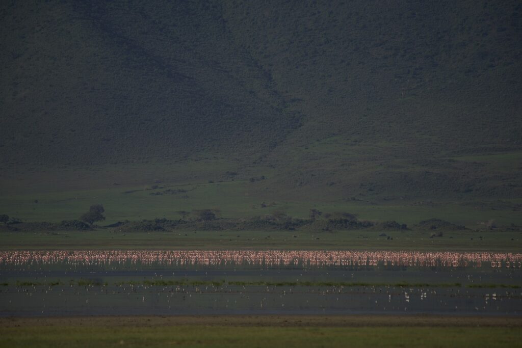 flamingos, nature, ngorongoro crater-6480822.jpg
