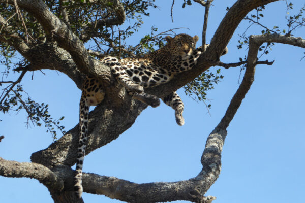 6 Day Exclusive Tanzania Luxury Safari