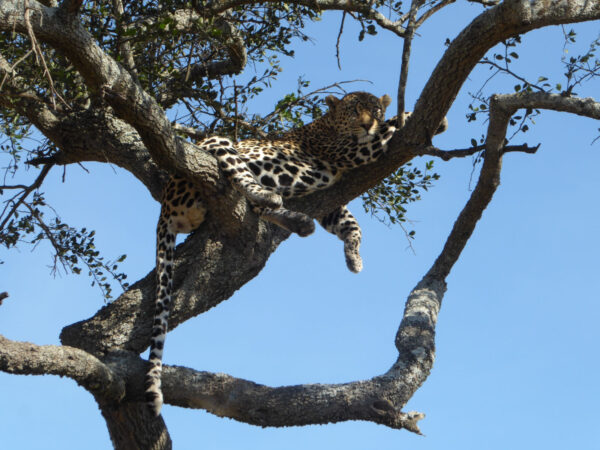6 Day Exclusive Tanzania Luxury Safari