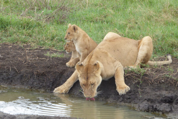 4 Day Tanzania Adventure Safari