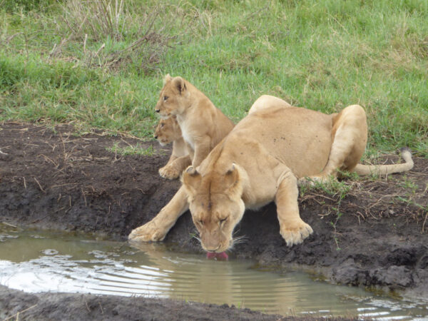 4 Day Tanzania Adventure Safari