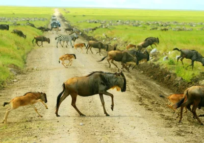 Serengeti National Park