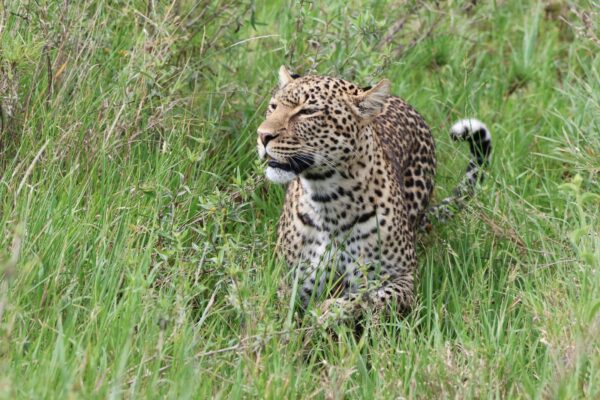 5 Day Northern Tanzania Safari