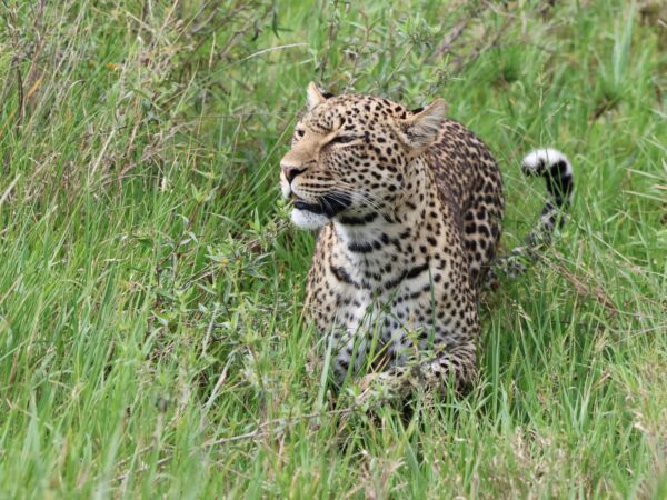 5 Day Northern Tanzania Safari