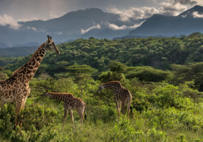 Arusha National Park