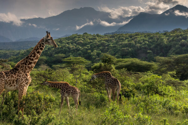 5 Day Northern Tanzania Safari