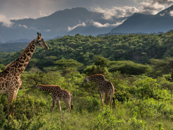 5 Day Northern Tanzania Safari