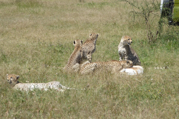 6 Day Highlights of Tanzania Safari