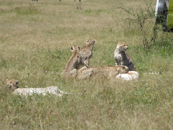 6 Day Highlights of Tanzania Safari