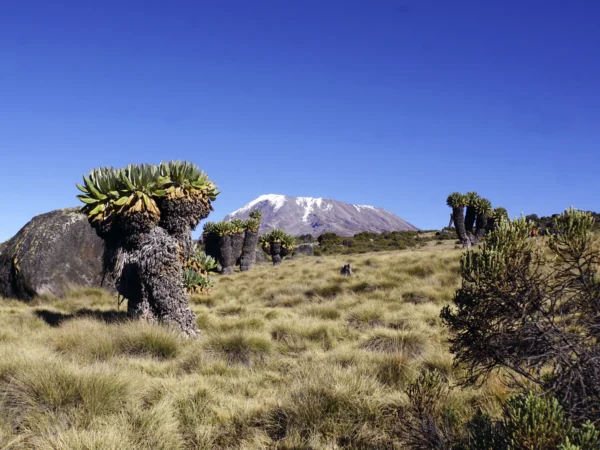 6 Day Mount Kilimanjaro Trekking, Marangu Route