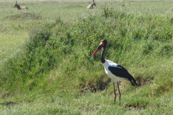 6 Day Highlights of Tanzania Safari