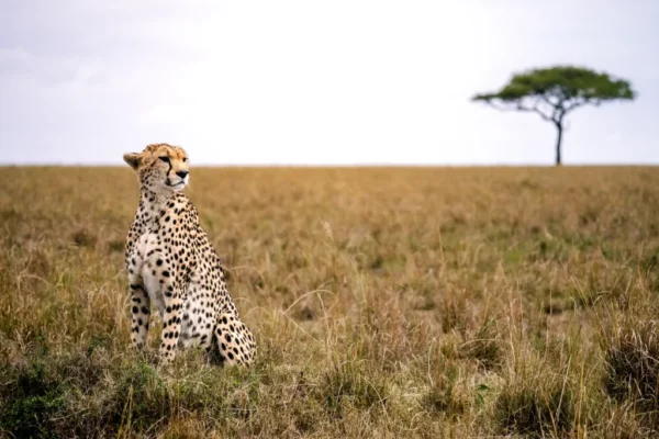7-Day Best of the Wild Luxury Safari