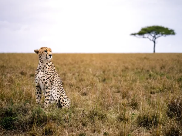 7-Day Best of the Wild Luxury Safari