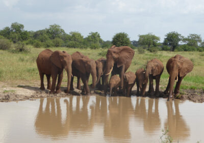 Tarangire National Park