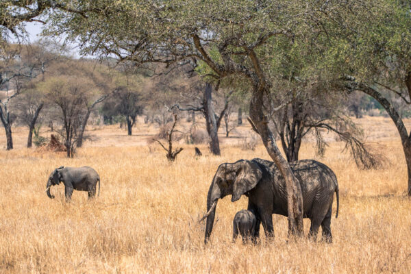 6 Day Exclusive Tanzania Luxury Safari