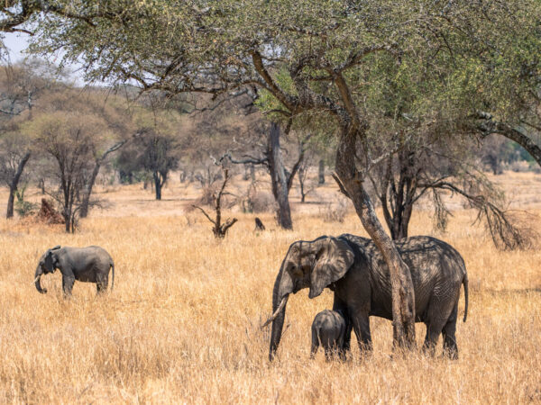 6 Day Exclusive Tanzania Luxury Safari