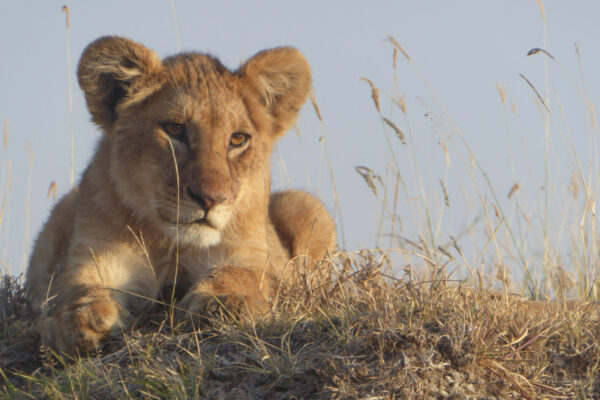 4 Day Tanzania Adventure Safari