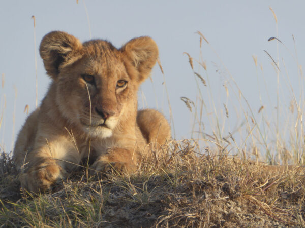 4 Day Tanzania Adventure Safari