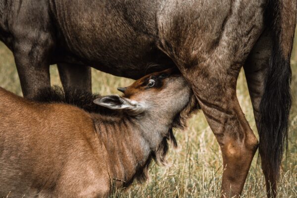 6 Day Wildebeest Calving Season in Ndutu Area