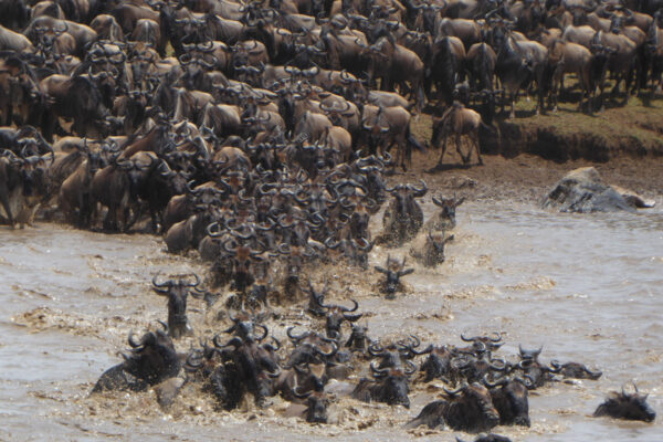 6 Day Wildebeest Great Migration – Mara River Crossing