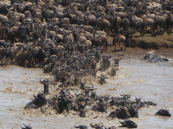 6 Day Wildebeest Great Migration – Mara River Crossing