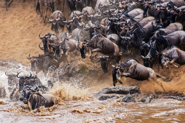 8 Day Mid-Range Serengeti Wildebeests Migration Tour