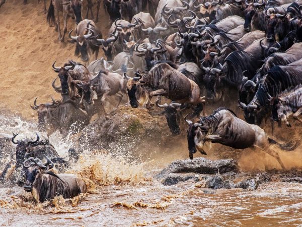 8 Day Mid-Range Serengeti Wildebeests Migration Tour