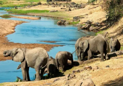 Ruaha National Park