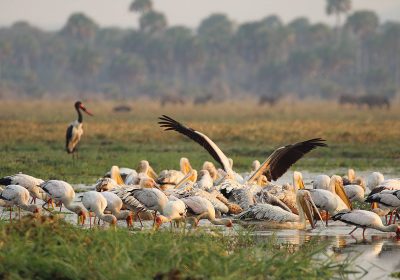 Katavi National Park