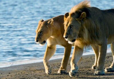 Saadani National Park