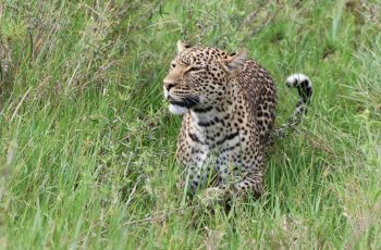 5 Days Northern Tanzania Safari