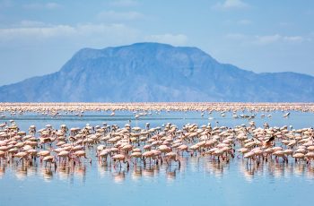 Flamingos Lake-Natron