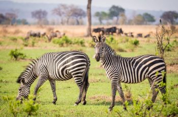 Mikumi National Park