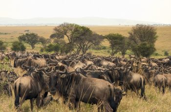 Serengeti National Park