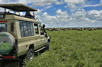 Tanzania Safari