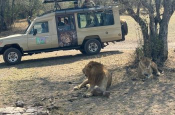 Wildlife Safaris