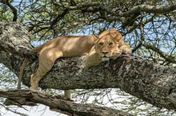 Lake Manyara National Park in Tanzania