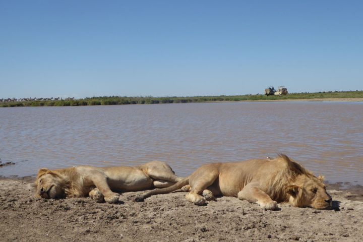 tailor-made-safari